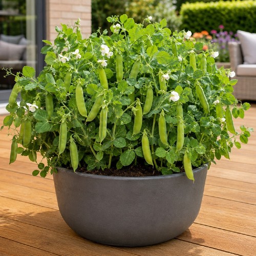Winter hardy dwarf garden - 10,