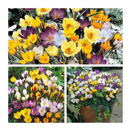 Mixed species crocus flower - mixed,