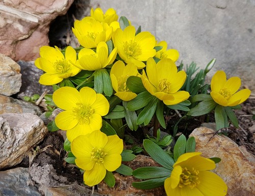 20x winter aconite eranthis - aconite,