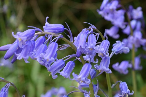 English bluebell early - early, spring
