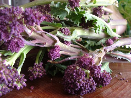 Broccoli purple early - broccoli,