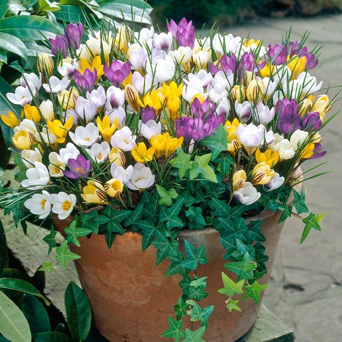 Mixed crocus 100 bulbs - crocus,