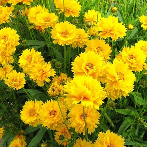 Coreopsis early sunrise 140 - coreopsis,