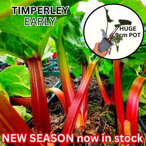 Rhubarb timperley early plants - rhubarb,