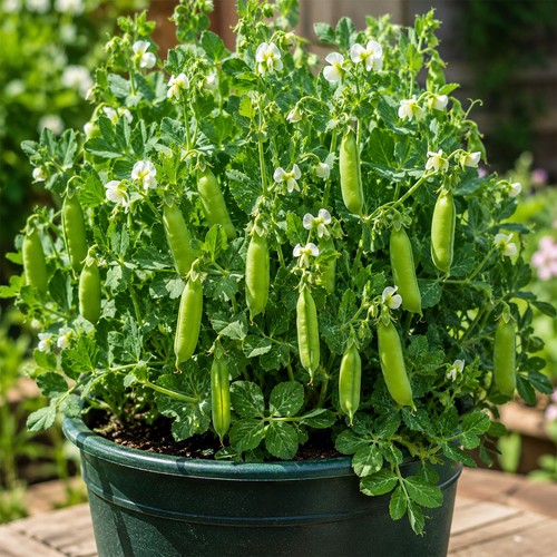 Hardy winter dwarf garden - 10,