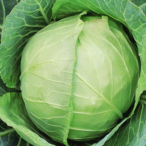 Early giant white cabbage - giant, non