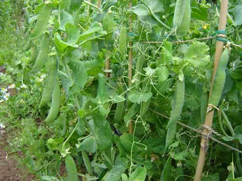 Pea feltham first - first,