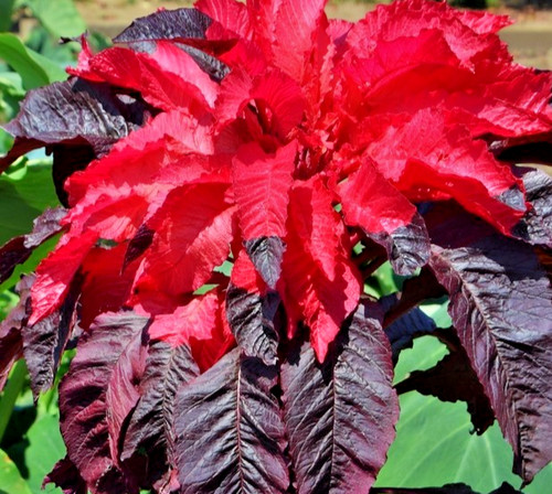 700x amaranthus tricolor early - tricolor,