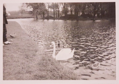 Photos swans and other - photos,