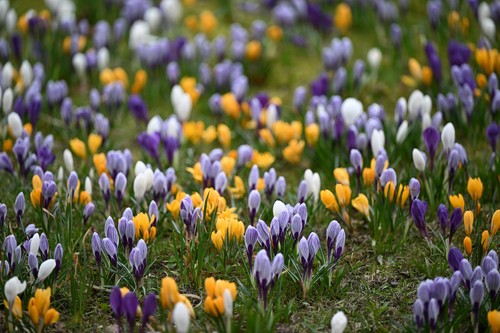 Crocus species mix bulbs early - crocus,