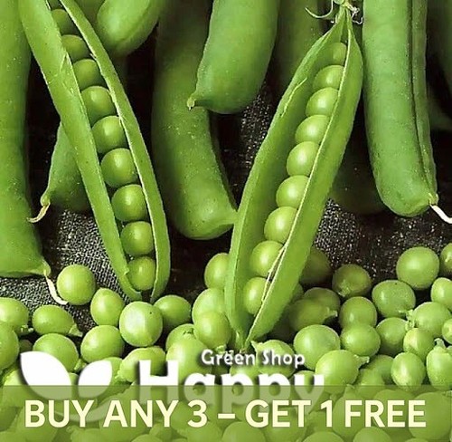 Vegetable seeds early pea - seeds,