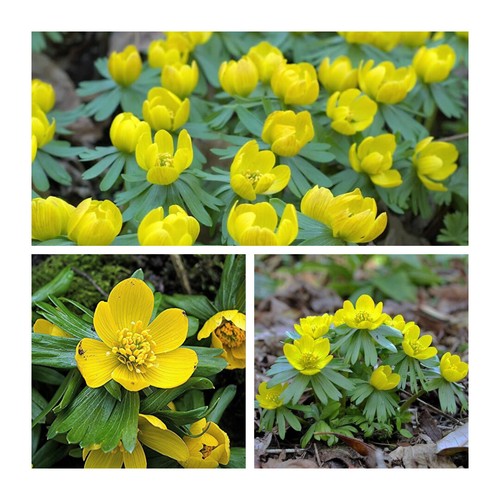 Winter aconites flower bulbs - aconites,