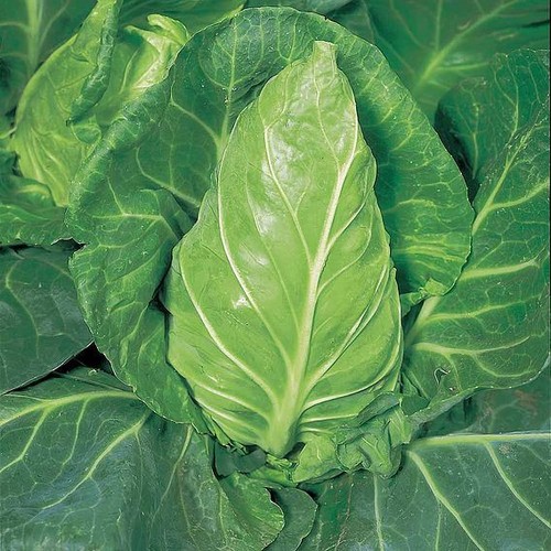 Cabbage durham early x6 plug - ,durham,