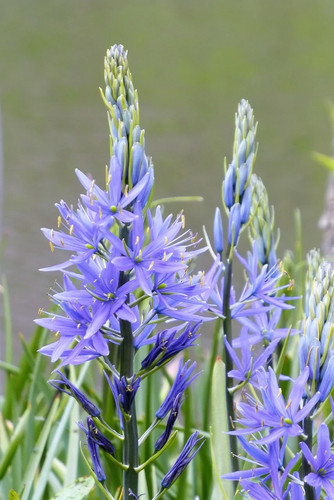 Camassia leichtlinii caeruleum - leichtlinii,