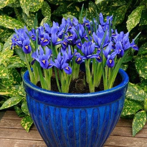 Iris reticulata harmony - iris,