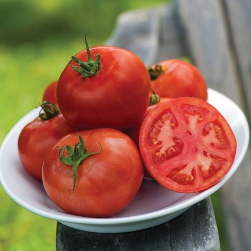 Tomato fordhook early 12 - fordhook, f1