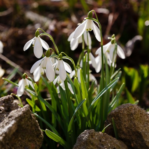 Single snowdrop galanthus - 20,
