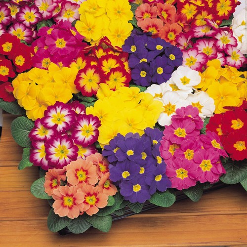 Primrose bonelli mix 20 - bonelli, mix,