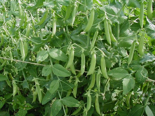 Pea kelvedon wonder 250 - kelvedon,