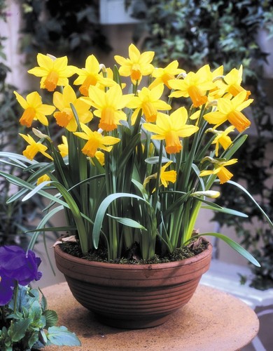 Narcissus jetfire or - narcissus,