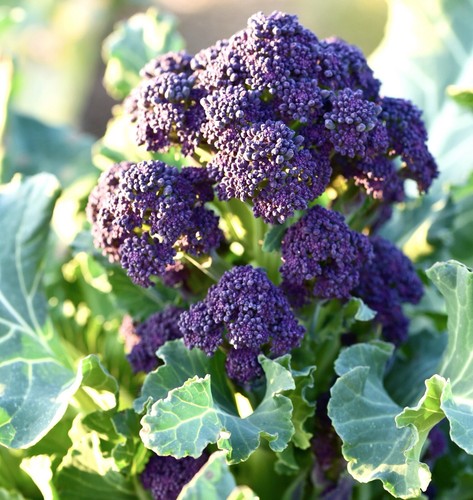 Broccoli purple early - purple,