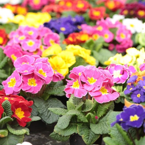 Early flowering primrose - x,