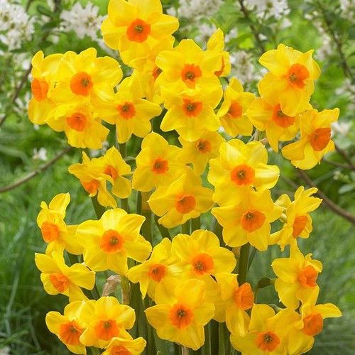 Narcissus martinette 25 - martinette, or