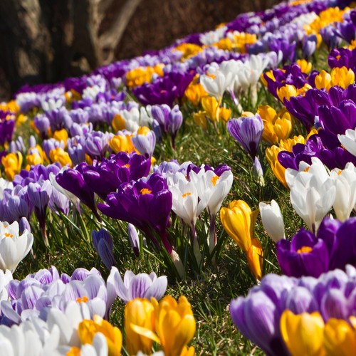 Crocus 100 spring bulb - crocus,