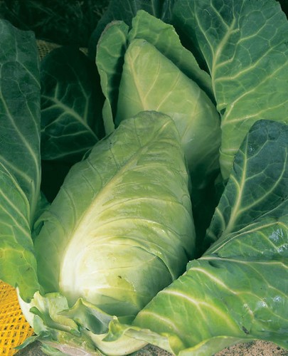 Cabbage durham early gram - cabbage, 5