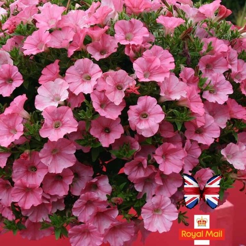 Petunia 200 seeds - 200,