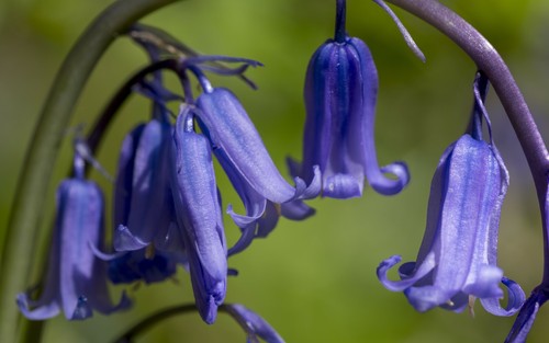 English bluebell bulbs - 10,