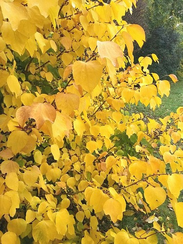 Lindera obtusiloba japanese - lindera, obtusiloba,