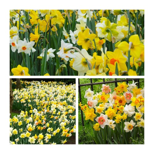 Mixed cornish daffodil flower - daffodil,