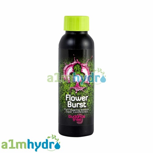 Buddhas tree flower burst - buddhas,