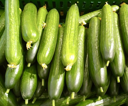 Cucumber early spring burpless - early,