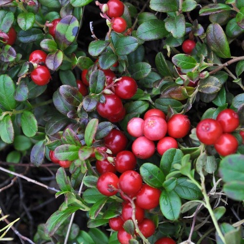Cranberry plant early black - cranberry,