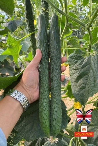 Cucumber seeds early - cucumber,