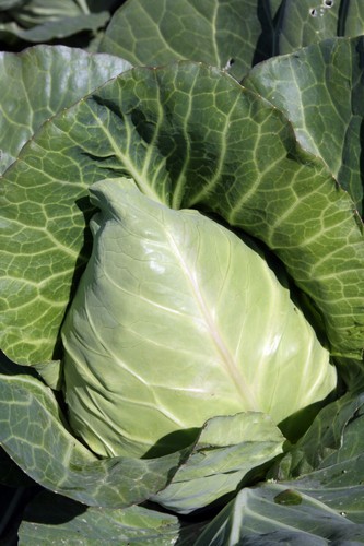 Cabbage durham early 600 - cabbage, –