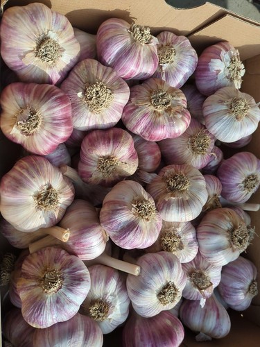 Fresh garlic cloves for - fresh,