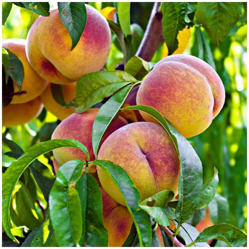 Peregrine peach tree 4 - tree, 4-5ft