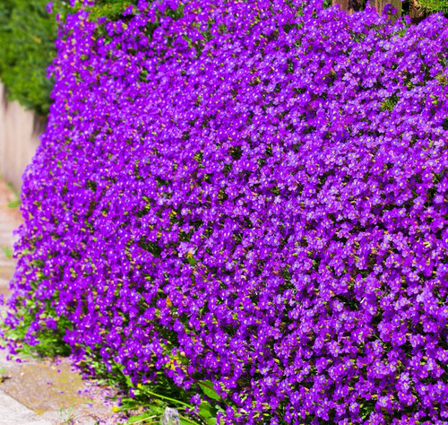 600x aubrieta hybrida - aubrieta,