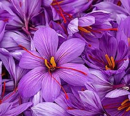 100 crocus sativus saffron - 1-100, sativus-saffron