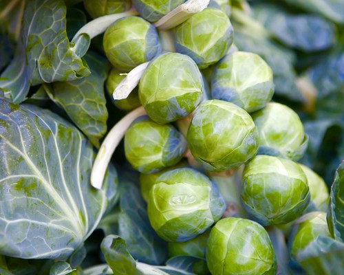 Brussels sprout early half - sprout,